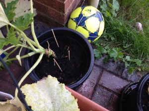 well well... that's the ball again... looking shifty next to my courgette